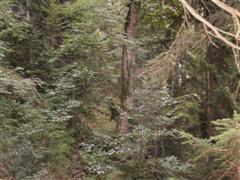 Nationalpark Bayerischerwald
